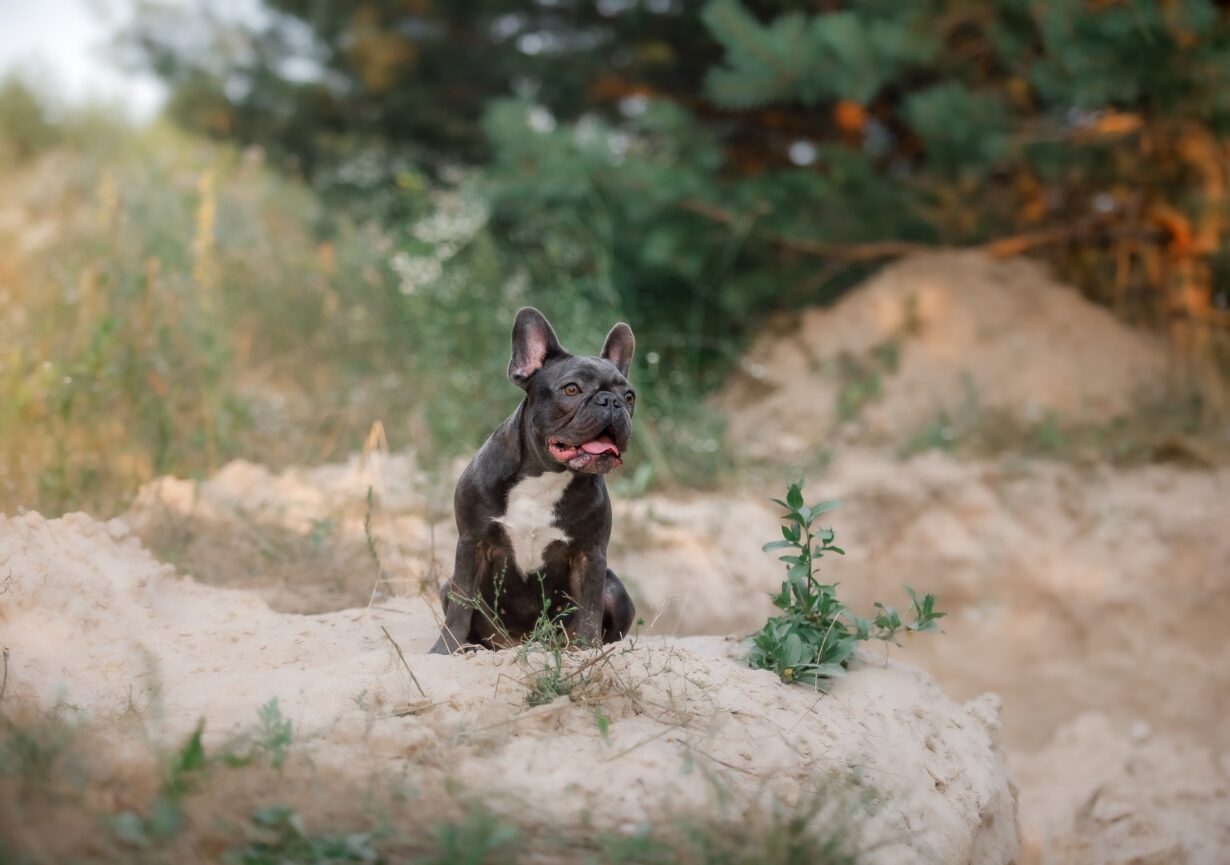 Blue French bulldog. Cute dog