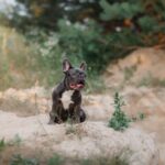 Blue French bulldog. Cute dog