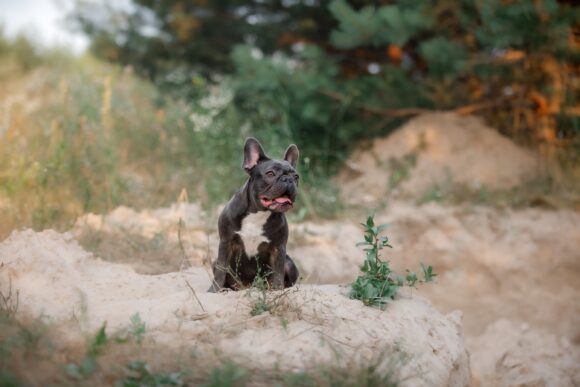 Blue French bulldog. Cute dog