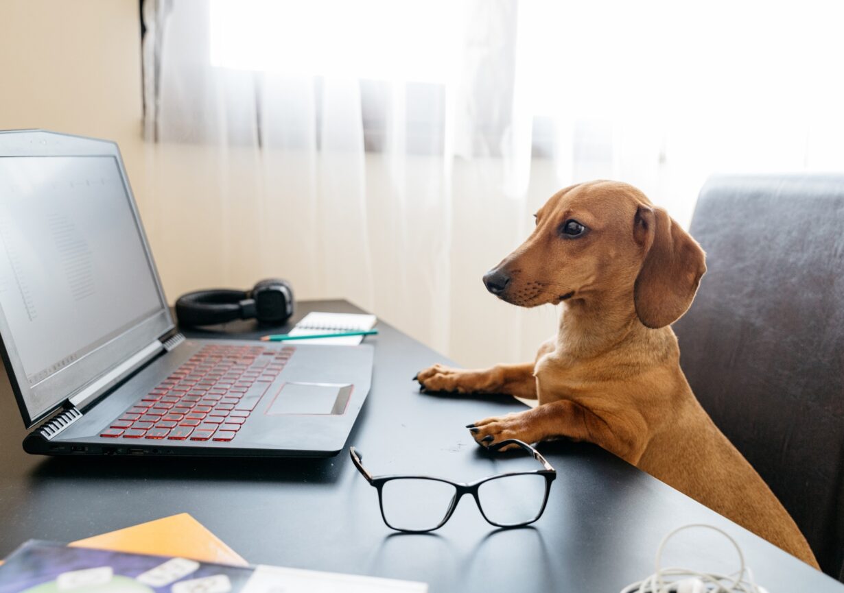 Cute dachshund puppy pretending to work at the computer.