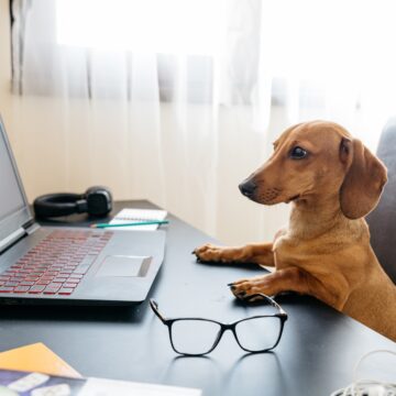Cute dachshund puppy pretending to work at the computer.