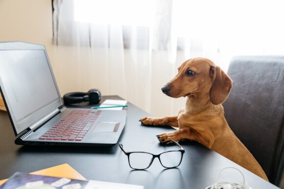 Cute dachshund puppy pretending to work at the computer.