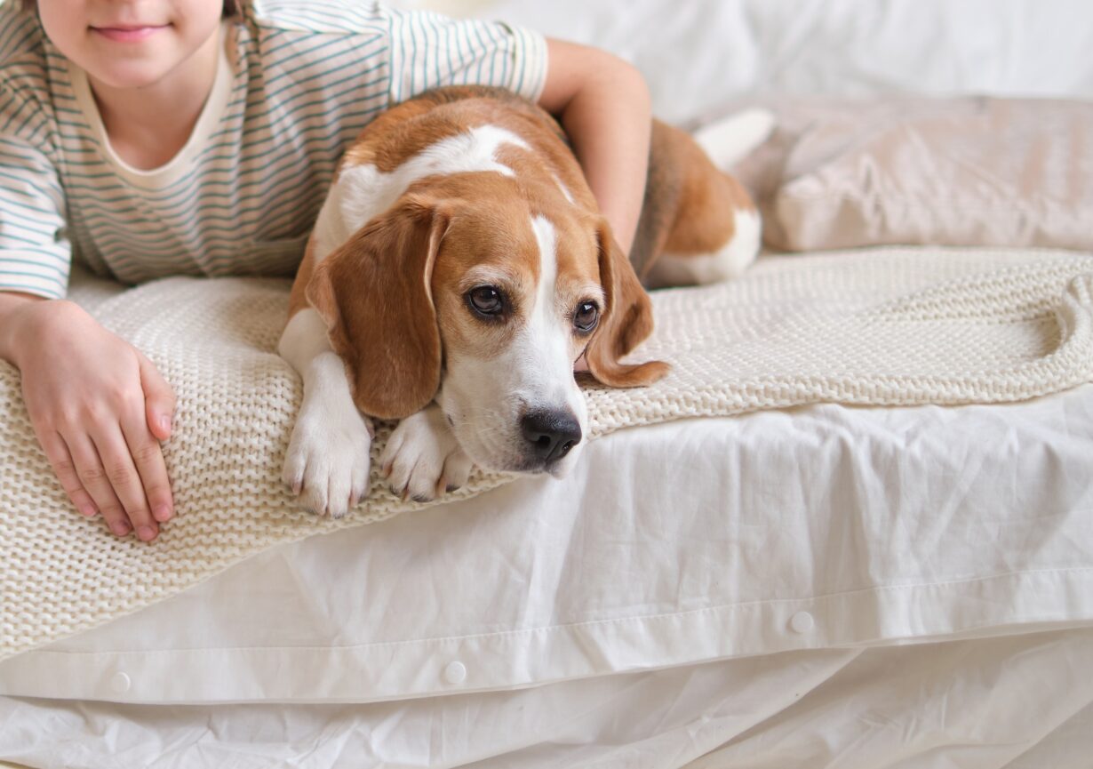 Delighted boy cuddling beagle on cozy bed. design a pet-friendly home with stylish and durable decor