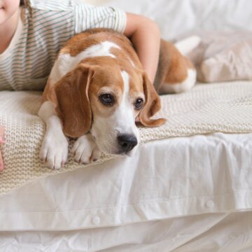 Delighted boy cuddling beagle on cozy bed. design a pet-friendly home with stylish and durable decor