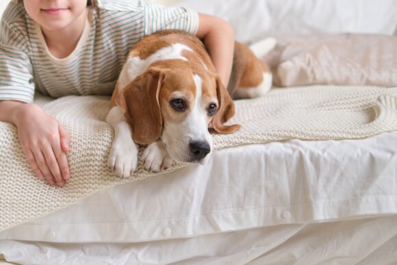 Delighted boy cuddling beagle on cozy bed. design a pet-friendly home with stylish and durable decor