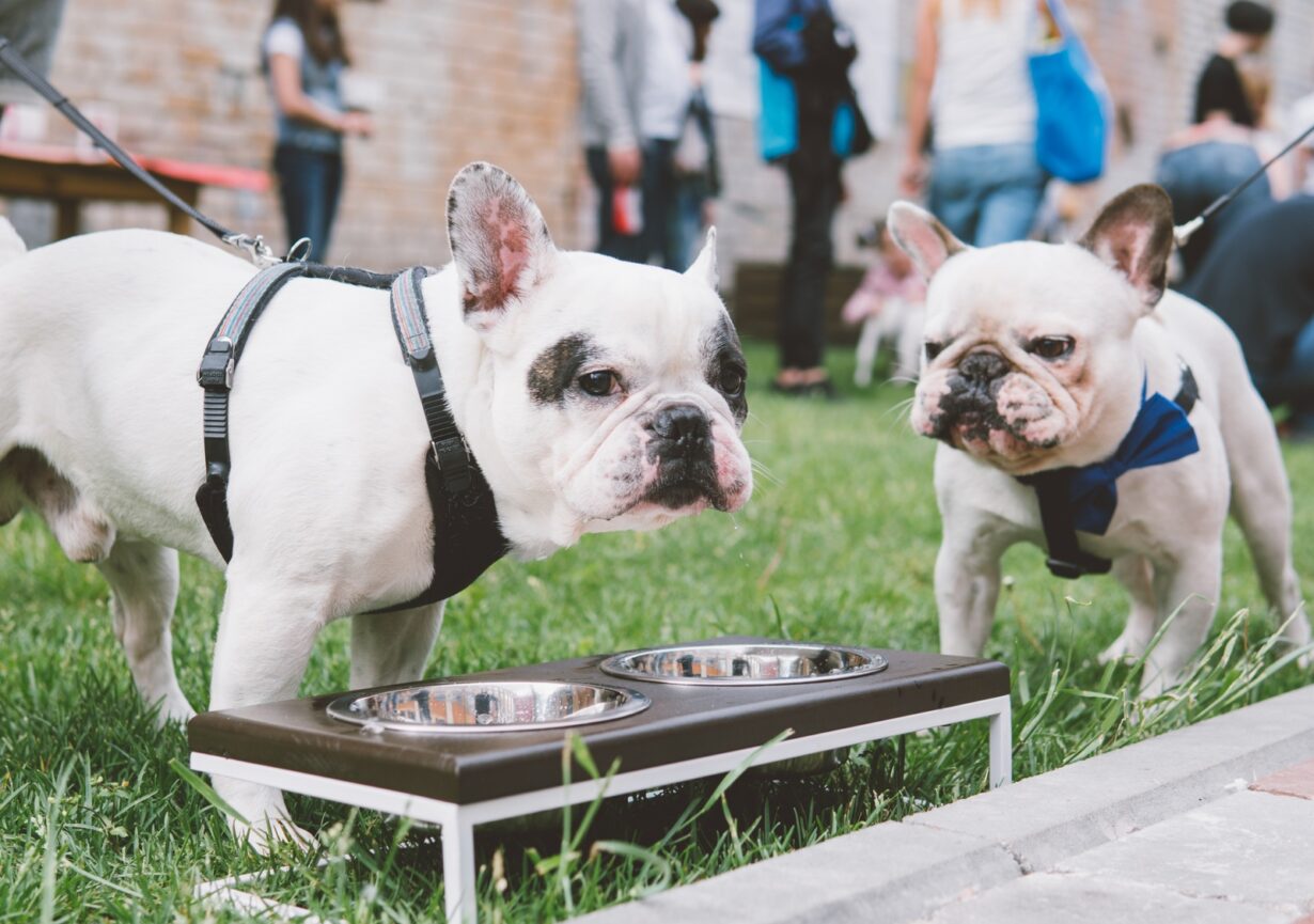 french bulldog