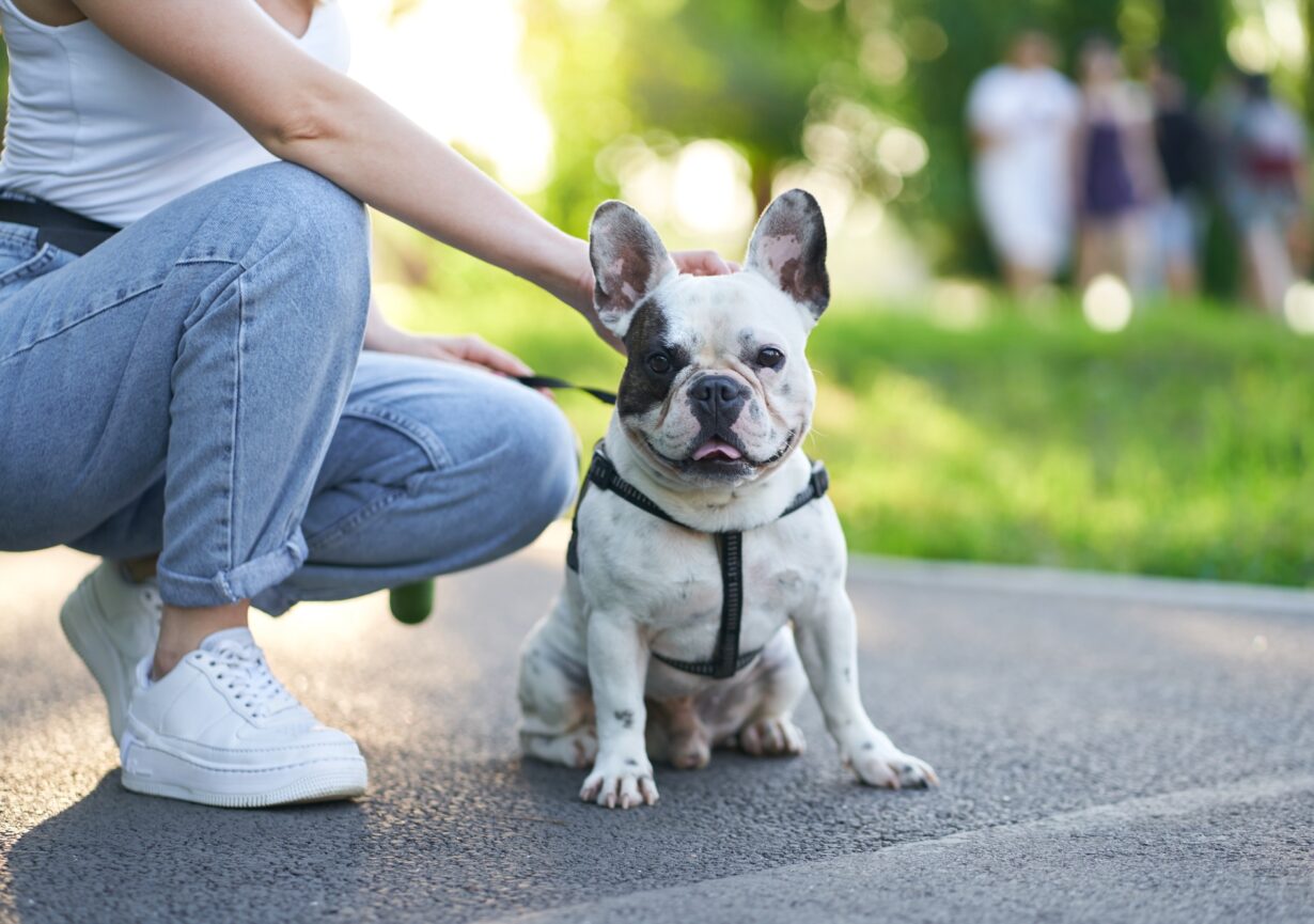 French bulldog sitting on ground in park.