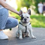 French bulldog sitting on ground in park.