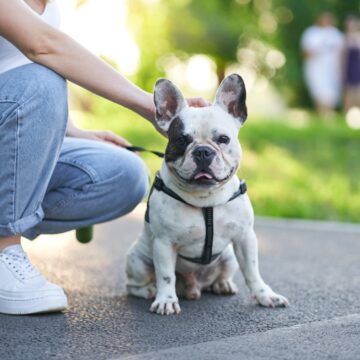 French bulldog sitting on ground in park.