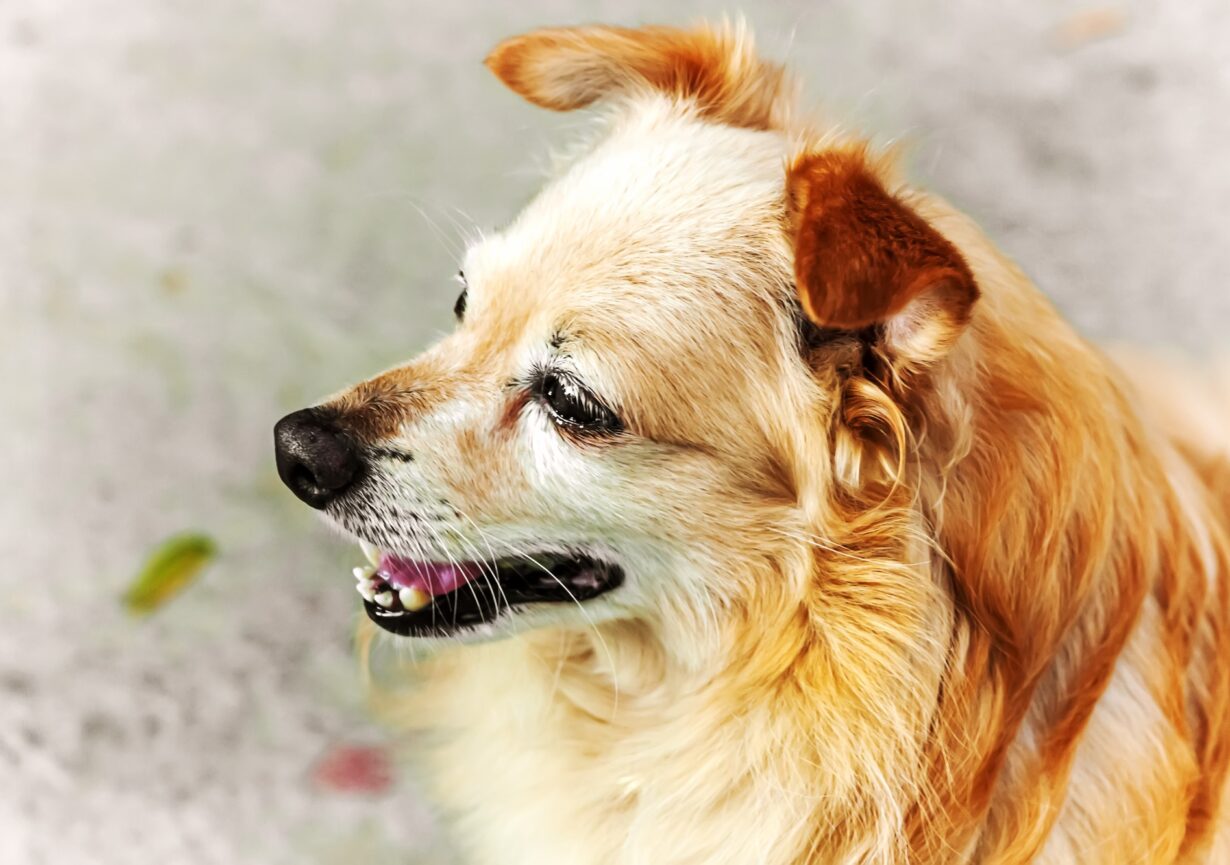 Ginger cute senior dog takes a walk on the seafront. Portrait of smiling senior dog.
