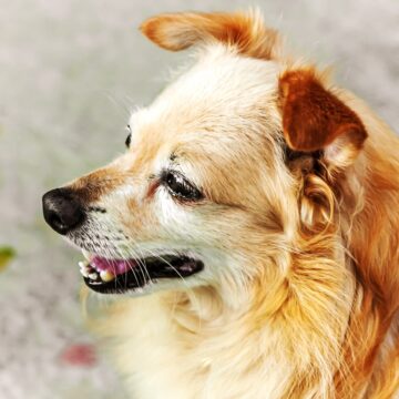 Ginger cute senior dog takes a walk on the seafront. Portrait of smiling senior dog.