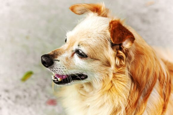 Ginger cute senior dog takes a walk on the seafront. Portrait of smiling senior dog.