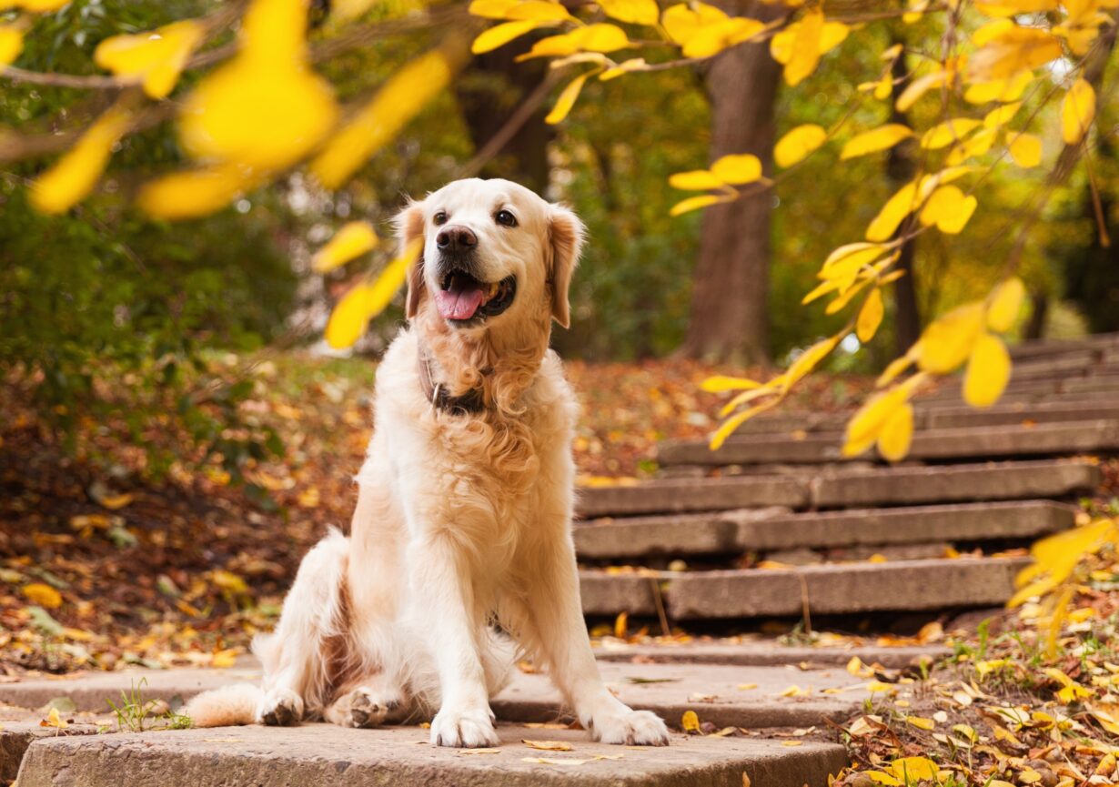 Golden retriever dog