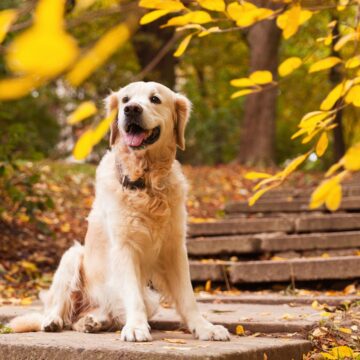 Golden retriever dog