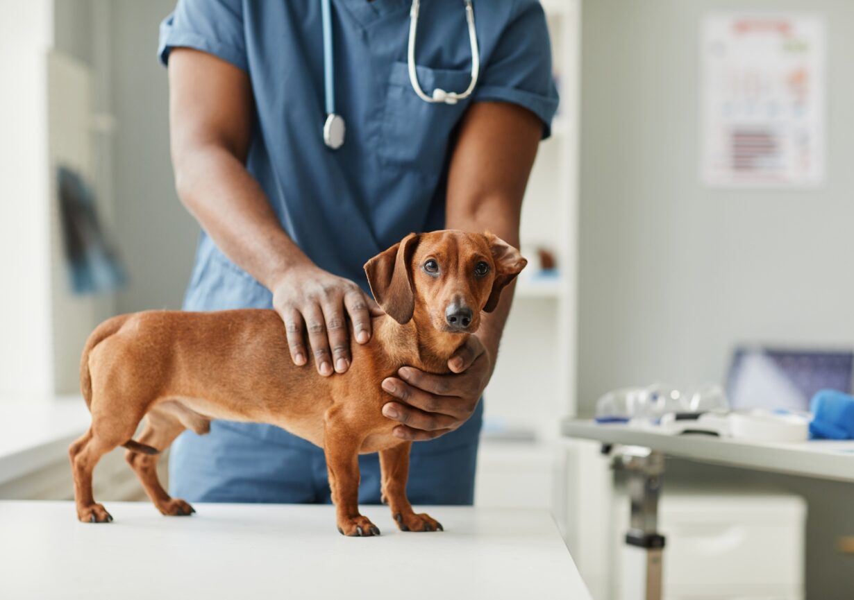 Hands of African-American male veterinarian touching dachshund