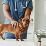 Hands of African-American male veterinarian touching dachshund