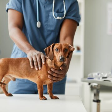 Hands of African-American male veterinarian touching dachshund
