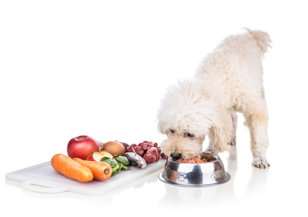 Healthy dog feeding on barf raw meat diet on white background