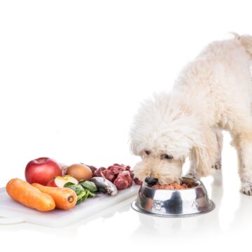 Healthy dog feeding on barf raw meat diet on white background