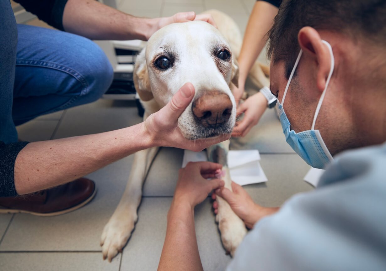 Old dog in animal hospital