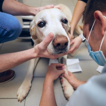 Old dog in animal hospital