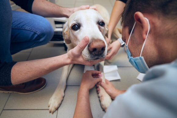 Old dog in animal hospital