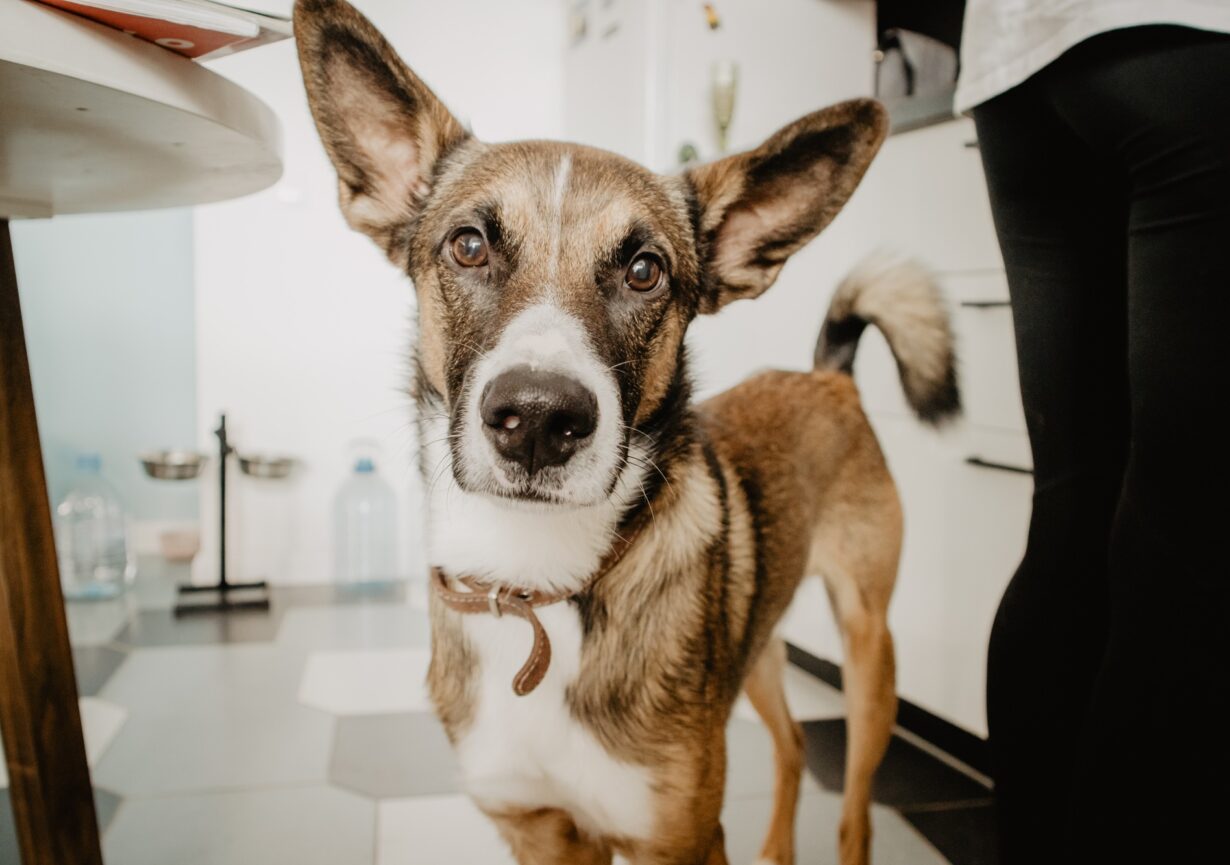 Dog looking at the camera / pet portrait