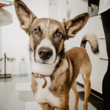 Dog looking at the camera / pet portrait