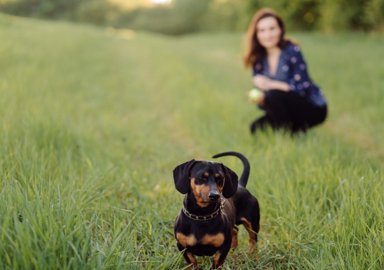 young girl on a walk with her dachshund